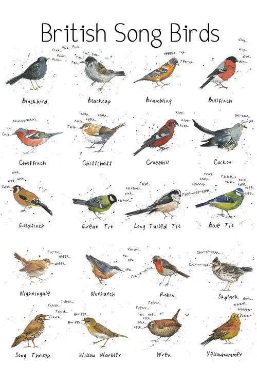 British Song Birds by Michelle Campbell wall art