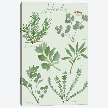 Herbs Chart Canvas Print #MCE81} by Michelle Campbell Canvas Art Print