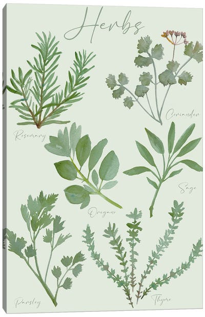 Herbs Chart Canvas Art Print - Michelle Campbell