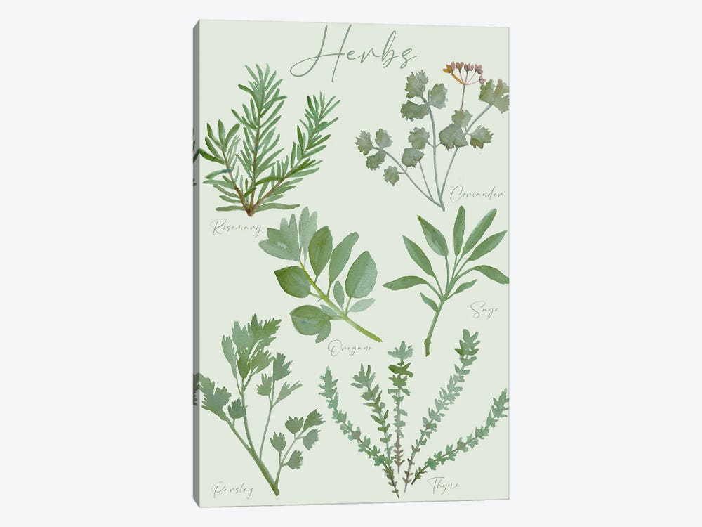 Herbs Chart by Michelle Campbell 1-piece Canvas Wall Art