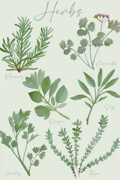 Herbs: Herbs Chart by Michelle Campbell