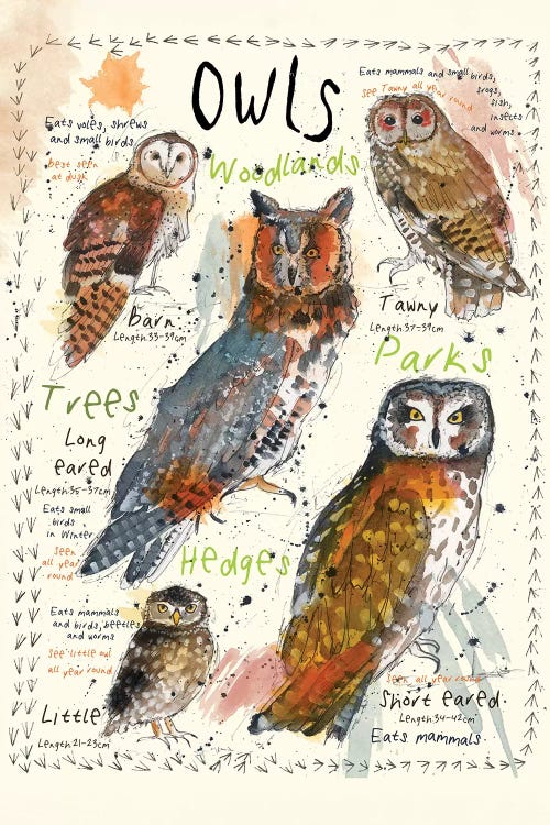 Owls