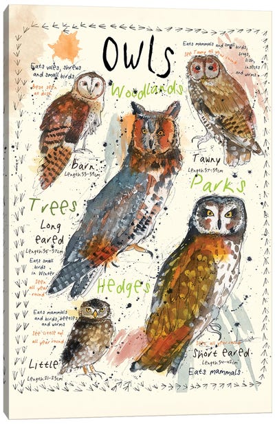 Owls Canvas Art Print - Michelle Campbell