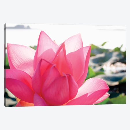 Close-Up Of A Lotus Flower In Full Bloom Canvas Print #MCH1} by Michele Molinari Canvas Print