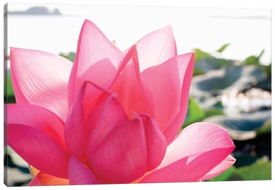 Close-Up Of A Lotus Flower In Full Bloom Canvas Art Print