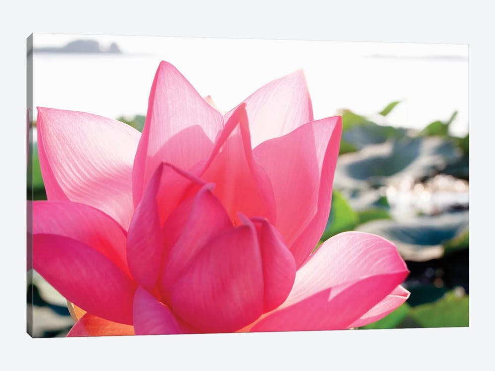 Close-Up Of A Lotus Flower In Full Bloom by Michele Molinari 1-piece Canvas Art Print
