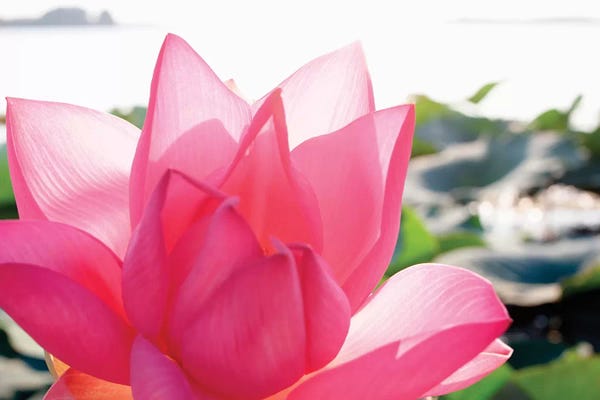 Lotuses: Close-Up Of A Lotus Flower In Full Bloom by Michele Molinari