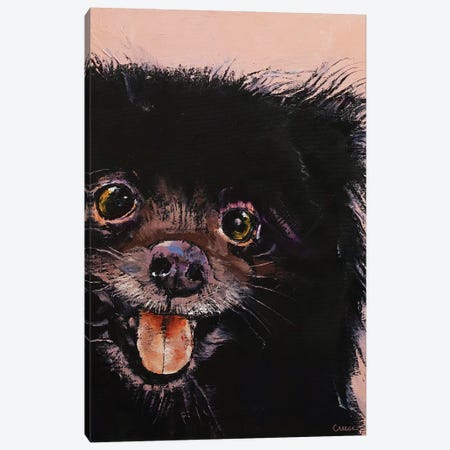 Black Pomeranian Canvas Print #MCR220} by Michael Creese Canvas Print