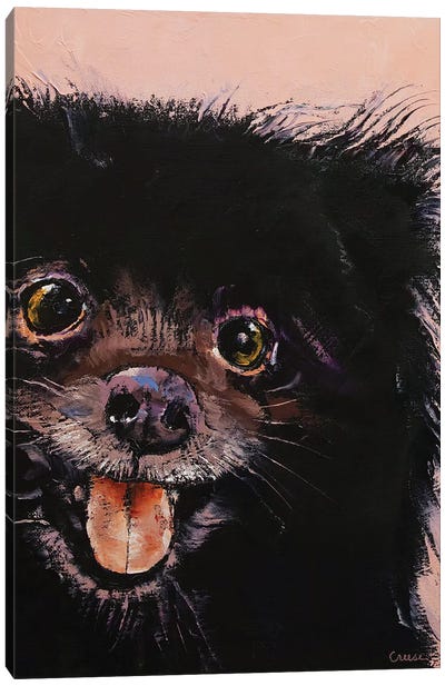 Black Pomeranian Canvas Art Print - Black & Pink