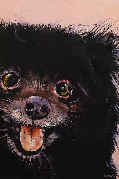 Black & Pink: Black Pomeranian by Michael Creese