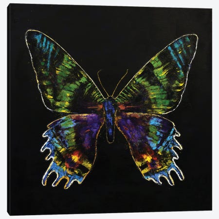 Madagascan Sunset Moth Canvas Print #MCR310} by Michael Creese Canvas Print
