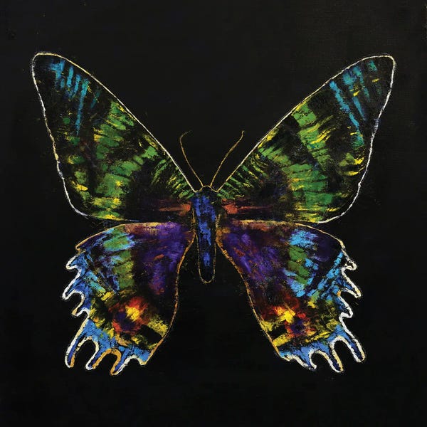 Madagascar: Madagascan Sunset Moth by Michael Creese