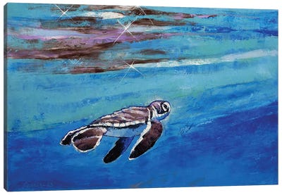 Baby Sea Turtle Canvas Art Print - Michael Creese