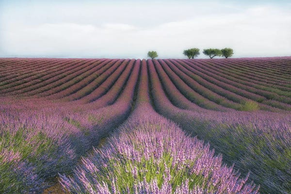 Herbs: Velours de Lavender by MC