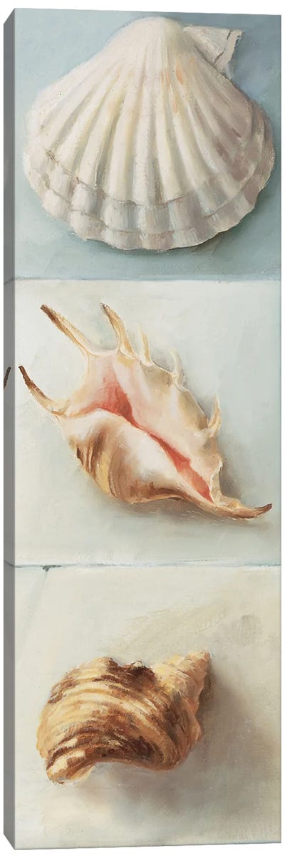 Shell Selection I Canvas Art Print