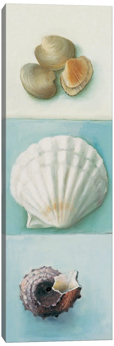 Shell Selection III Canvas Art Print