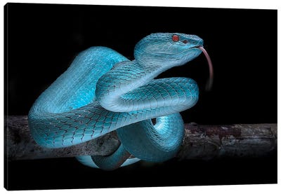 Blue Viper Canvas Art Print - Snake Art