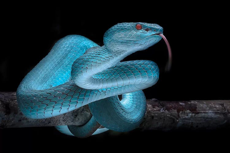 Blue Viper