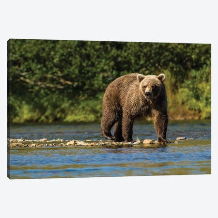 Grizzly or brown bear (Ursus arctos), Moraine Creek (River), Katmai NP and Reserve, Alaska Canvas Print #MDE16} by Michael DeFreitas Canvas Artwork