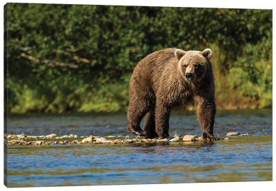 Grizzly or brown bear (Ursus arctos), Moraine Creek (River), Katmai NP and Reserve, Alaska Canvas Art Print - Alaska Art