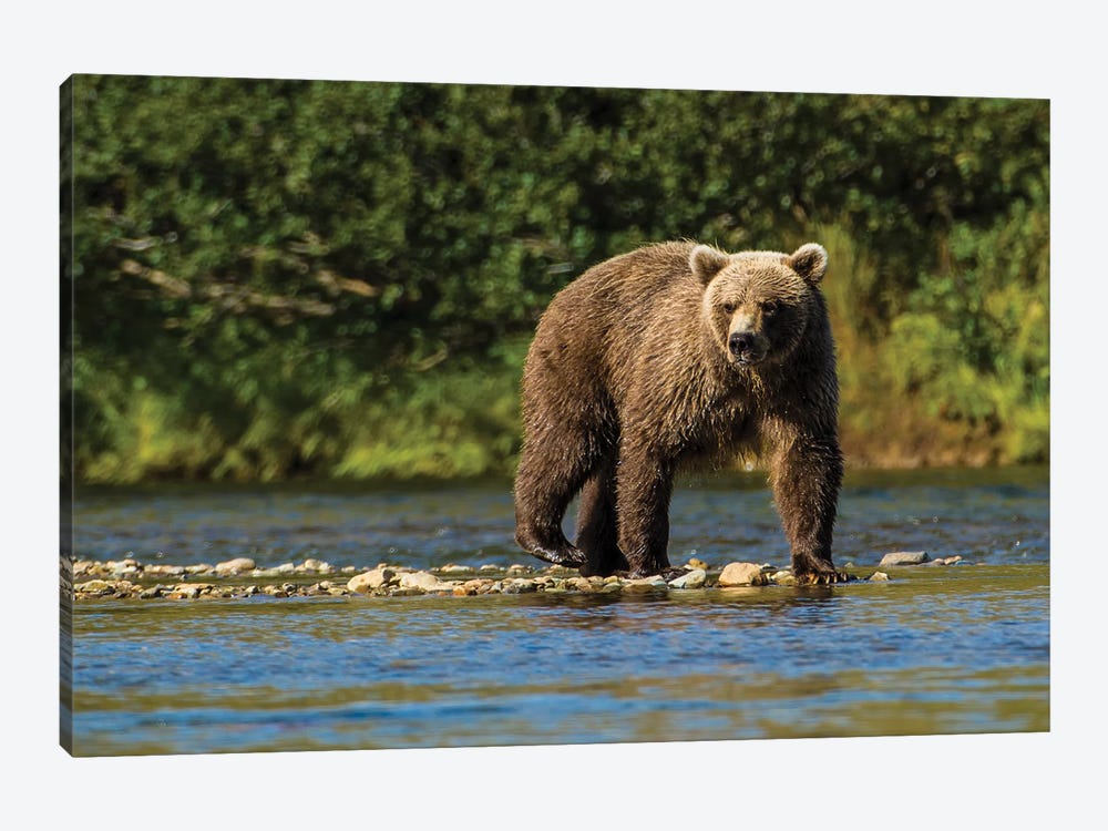 Grizzly or brown bear (Ursus arctos), Moraine Creek (River), Katmai NP and Reserve, Alaska by Michael DeFreitas 1-piece Canvas Artwork