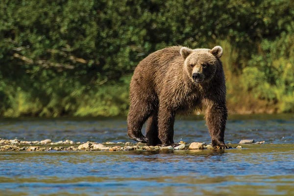 Michael DeFreitas: Grizzly or brown bear (Ursus arctos), Moraine Creek (River), Katmai NP and Reserve, Alaska by Michael DeFreitas