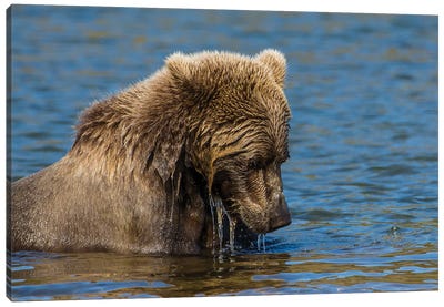 Grizzly or brown bear (Ursus arctos), Moraine Creek (River), Katmai NP and Reserve, Alaska Canvas Art Print - Grizzly Bear Art