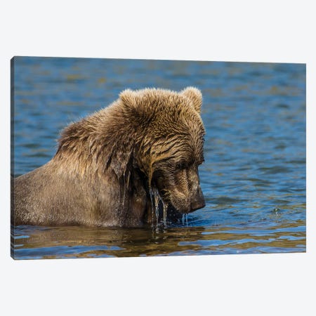 Grizzly or brown bear (Ursus arctos), Moraine Creek (River), Katmai NP and Reserve, Alaska Canvas Print #MDE17} by Michael DeFreitas Canvas Wall Art