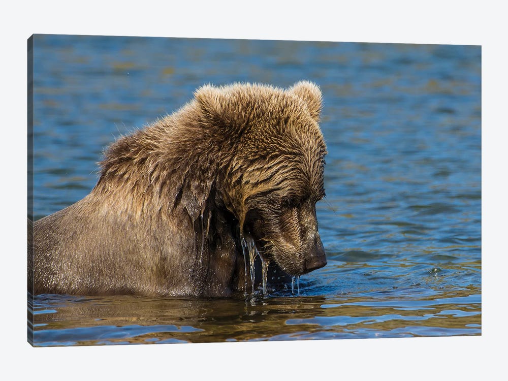 Grizzly or brown bear (Ursus arctos), Moraine Creek (River), Katmai NP and Reserve, Alaska by Michael DeFreitas 1-piece Art Print