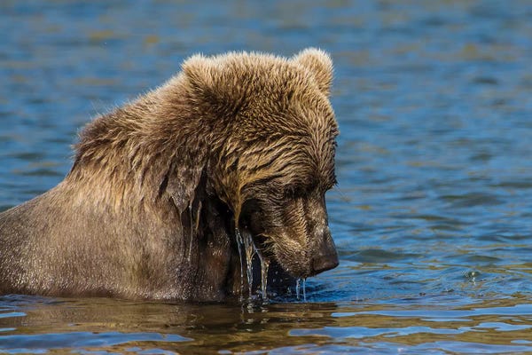 Michael DeFreitas: Grizzly or brown bear (Ursus arctos), Moraine Creek (River), Katmai NP and Reserve, Alaska by Michael DeFreitas