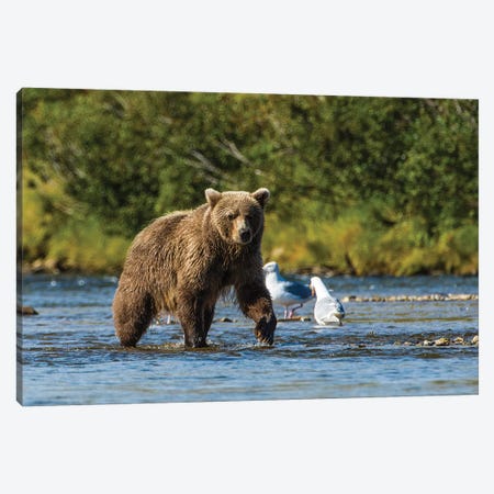Grizzly or brown bear (Ursus arctos), Moraine Creek (River), Katmai NP and Reserve, Alaska Canvas Print #MDE18} by Michael DeFreitas Art Print