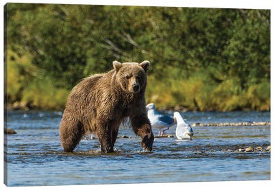 Grizzly or brown bear (Ursus arctos), Moraine Creek (River), Katmai NP and Reserve, Alaska Canvas Art Print - Alaska Art
