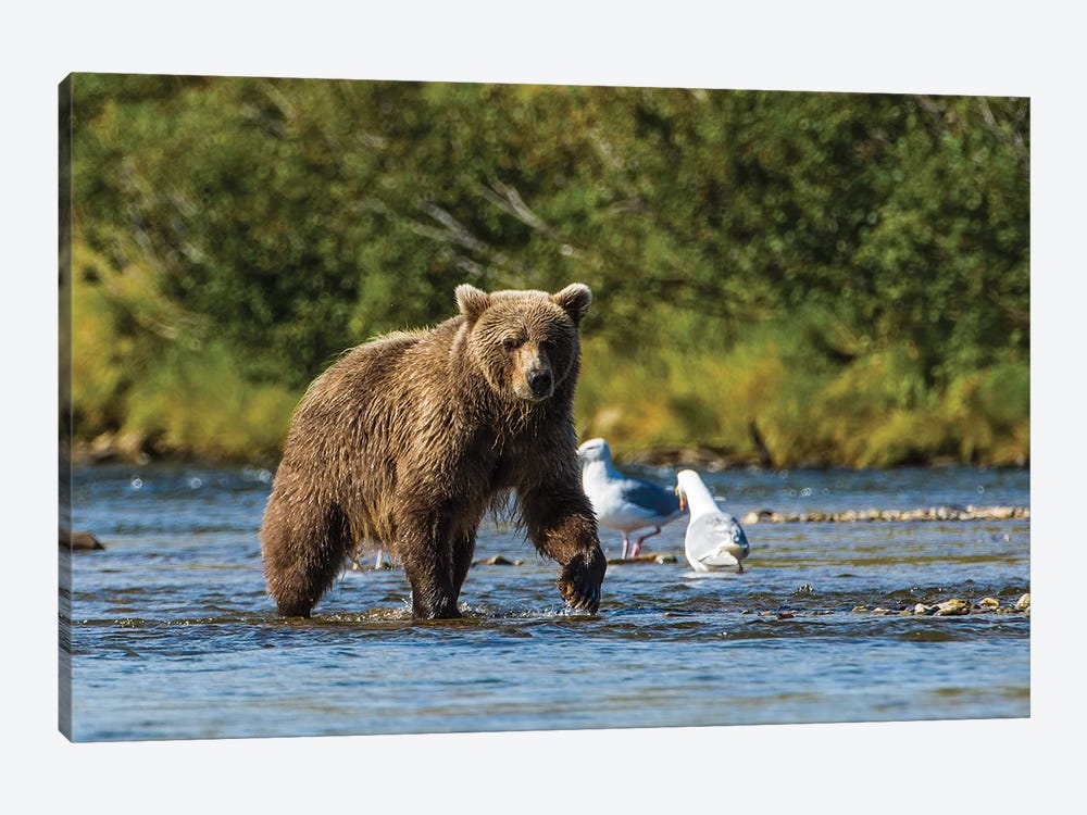 Grizzly or brown bear (Ursus arctos), Moraine Creek (River), Katmai NP and Reserve, Alaska by Michael DeFreitas 1-piece Canvas Artwork