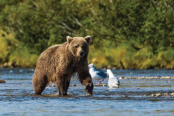 Michael DeFreitas: Grizzly or brown bear (Ursus arctos), Moraine Creek (River), Katmai NP and Reserve, Alaska by Michael DeFreitas