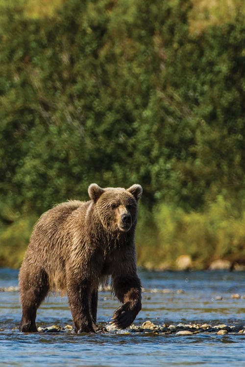 Grizzly or brown bear (Ursus arctos), Moraine Creek (River), Katmai NP and Reserve, Alaska