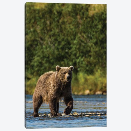 Grizzly or brown bear (Ursus arctos), Moraine Creek (River), Katmai NP and Reserve, Alaska Canvas Print #MDE19} by Michael DeFreitas Art Print