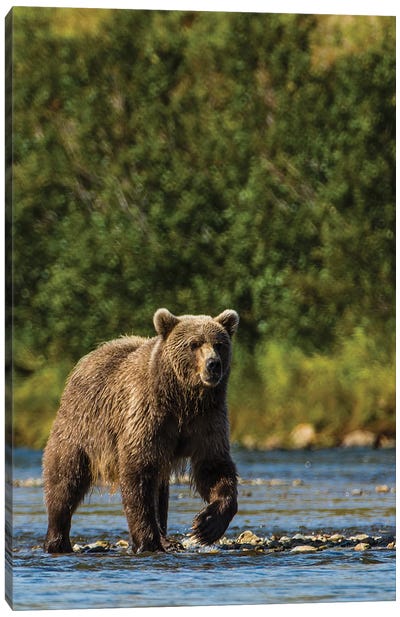 Grizzly or brown bear (Ursus arctos), Moraine Creek (River), Katmai NP and Reserve, Alaska Canvas Art Print