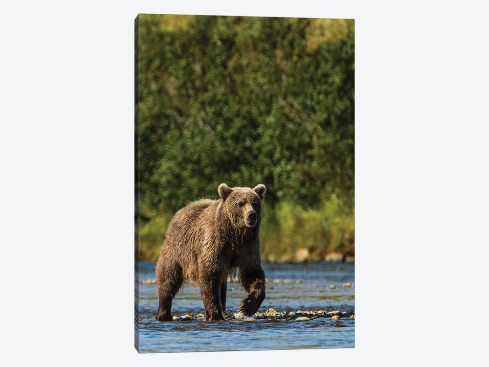 Grizzly or brown bear (Ursus arctos), Moraine Creek (River), Katmai NP and Reserve, Alaska by Michael DeFreitas 1-piece Canvas Art Print