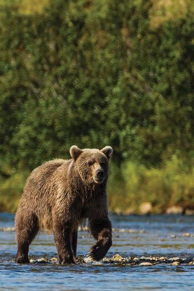 Michael DeFreitas: Grizzly or brown bear (Ursus arctos), Moraine Creek (River), Katmai NP and Reserve, Alaska by Michael DeFreitas