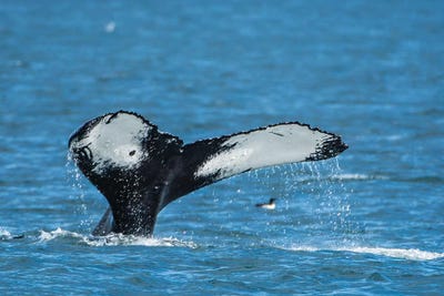 Humpback whale (Megaptera novaeangliae), Resurrection Bay, Kenai Fjords National Park, Alaska, USA. by Michael DeFreitas art print