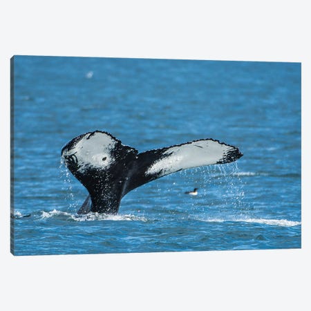 Humpback whale (Megaptera novaeangliae), Resurrection Bay, Kenai Fjords National Park, Alaska, USA. Canvas Print #MDE21} by Michael DeFreitas Canvas Artwork