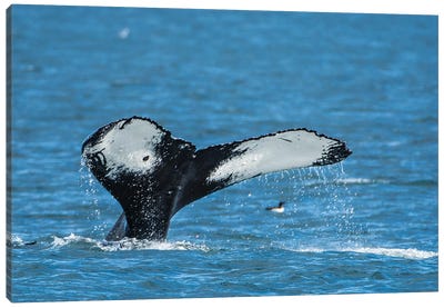 Humpback whale (Megaptera novaeangliae), Resurrection Bay, Kenai Fjords National Park, Alaska, USA. Canvas Art Print