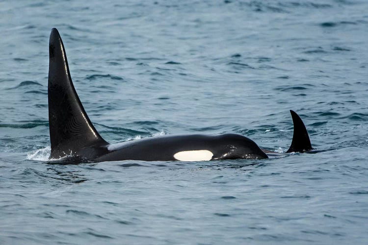 Killer whale or orca pod (Orcinus orca), Resurrection Bay, Kenai Fjords National Park, Alaska, USA.