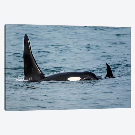 Killer whale or orca pod (Orcinus orca), Resurrection Bay, Kenai Fjords National Park, Alaska, USA. Canvas Print #MDE22} by Michael DeFreitas Canvas Wall Art