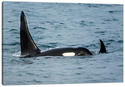 Killer whale or orca pod (Orcinus orca), Resurrection Bay, Kenai Fjords National Park, Alaska, USA. Canvas Art Print