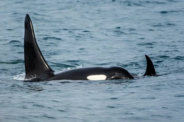 Killer whale or orca pod (Orcinus orca), Resurrection Bay, Kenai Fjords National Park, Alaska, USA.