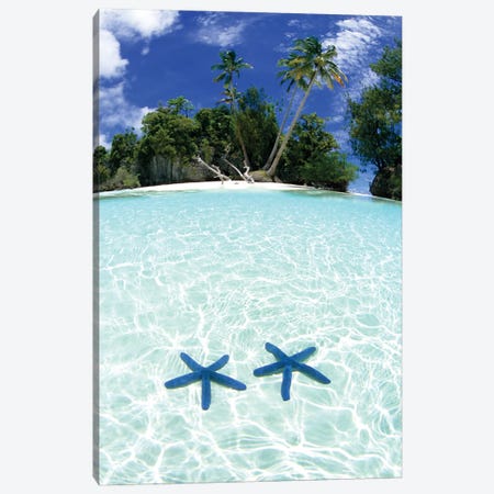 Two Sea Stars In Shallow Water, Rock Islands, Palau Canvas Print #MDE2} by Michael DeFreitas Canvas Art Print