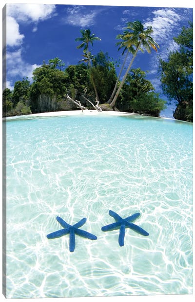 Two Sea Stars In Shallow Water, Rock Islands, Palau Canvas Art Print - Tropical Beach Art