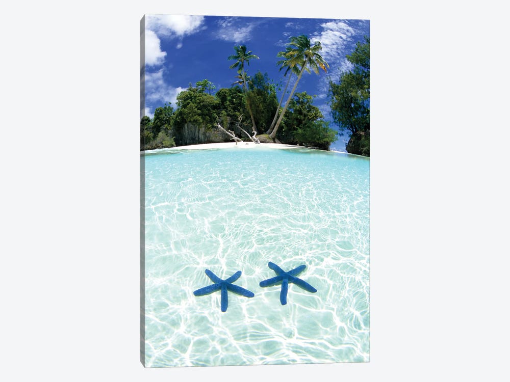 Two Sea Stars In Shallow Water, Rock Islands, Palau by Michael DeFreitas 1-piece Canvas Artwork