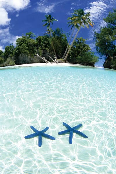 Starfish: Two Sea Stars In Shallow Water, Rock Islands, Palau by Michael DeFreitas